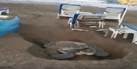 Deniz kaplumbağasının şezlonglar arasındaki yumurtlama çabası