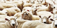 Diyanet’ten 20 milyonu aşkın kişiye kurban yardımı