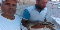 Kayalıklardan düşen yavru geyik kurtarıldı