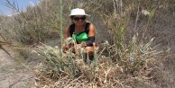 Alanya’da koruma altındaki kum zambakları ilgisiz kaldı