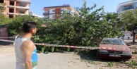 Gölgesine sığınılan dut ağacı, otomobilin üzerine devrildi