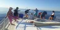 Tekne turu sırasında oltaya takılan 3 metrelik köpek balığı turistleri şoke etti