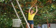 Gazipaşa'da kivi hasadı başladı