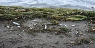 Antalya'da ölü balıklar sahile vurdu