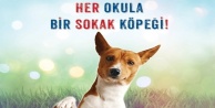 “Her okula bir sokak köpeği” projesi