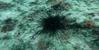 Kızıldeniz'den gelen zehirli deniz kestanesi uyarısı