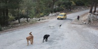 Yaylalara bırakılan köpekler ölüm kalım mücadelesi veriyor