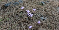 Yazın saklanıp kışın habercisi olarak çiçek açıyor