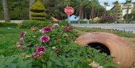 Alanya kışın da çiçek açacak