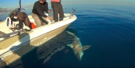 Dev köpek balığı oltaya geldi