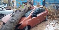 Fırtınanın devirdiği ağaç otomobili hurdaya çevirdi