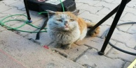 Depremzede kediye Antalya Büyükşehir eli