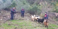 Kayıp keçileri jandarma buldu