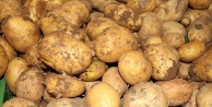 Patateste ihracat ön izne bağlandı