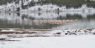 13 flamingo soğuktan öldü!