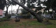 Alanya'da aşırı yağış mezarlıktaki ağaçları devirdi!