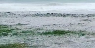Alanya'da dolu yağışı sahilleri beyaza bürüdü