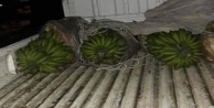 Alanya’da 600 kilogram muz çalan 3 şüpheli yakalandı