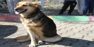 Alanya’da engelli köpek ‘Şirin’ öğrencilerin ilgi odağı oldu