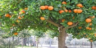 Alanya’da portakal ağacından düşen genç yaralandı
