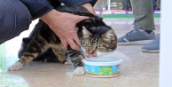 Garajda mahsur kalan kedinin 2 günlük esareti, dünya kediler gününde son buldu