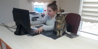 Sokaktan bulduğu kedilerini ofiste besliyor, çalışanlarını hayvan sevgisi olanlardan seçiyor