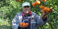 Antalya'da yaz ayında dalından mandalina üretimi