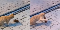 Asabi fareden peşine takılan kediye sol kroşe