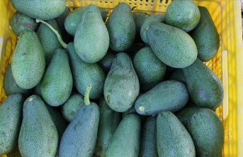 Avokado üreticisinin isyanı