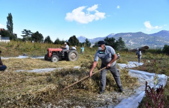 Çandır fasulyesinin hasatı tamamlandı