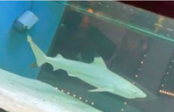 Alanya'da gece kulübündeki köpek balığı hakkında flaş gelişme