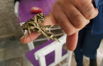 Ender görülen ‘mekik kelebeği’ Alanya'da koruma altına alındı