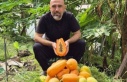 Alanya'da papaya hasadı başladı
