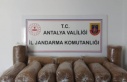Alanya'da kaçak tütün operasyonu: 72 kilo...