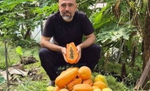 Alanya'da papaya hasadı başladı