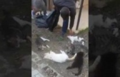 İşte kedi katliamının görüntüleri
