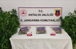 Ormanda kenevir sularken yakalandı, tutuklandı!
