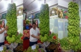 107 KİLOLUK MUZ DALI GÖRENLERİ ŞAŞIRTTI