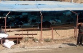 BU YIL KURBAN FİYATLARI EL YAKIYOR