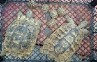 BUNLARDA TOSBAĞA KAÇAKÇISI