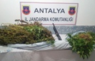 JANDARMA 12 KG ESRAR ELEGEÇİRDİ