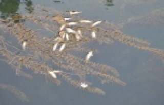 SULAMA KANALINDA ÖLÜ DENİZ BALIĞI