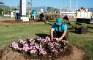 ALANYA’DA KIŞLIK ÇİÇEKLER PARKLARI SÜSLEMEYE...