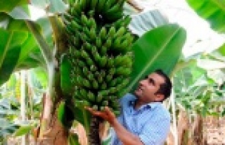 MUZ ÜRETİMİ ÖRTÜ ALTINA GİRDİ