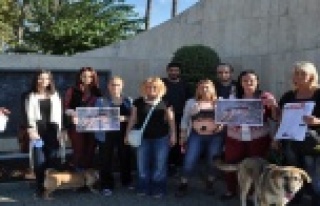 ÖLDÜRÜLEN KÖPEK İÇİN EYLEM