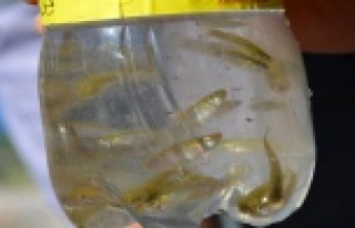 SİVRİSİNEKLE MÜCADELEYİ TRT'YE ANLATTI