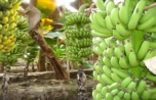 YERLİ MUZA ÇİKİTA DARBESİ