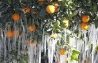 DİKKAT! METEOROLOJİ'DEN DON UYARISI