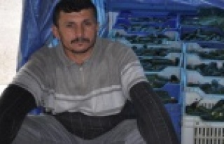 GÜNDE 100 TON SALATALIK ÇAYA DÖKÜLDÜ