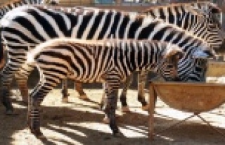 HAYVANAT BAHÇESİNİN YENİ MASKOTLARI